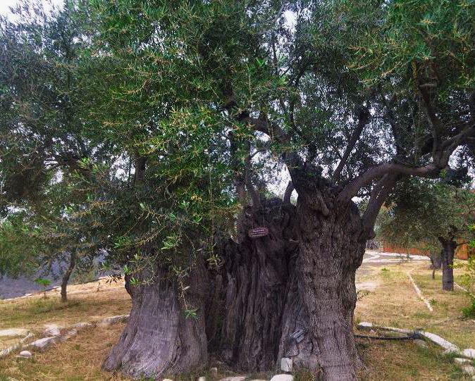 olivenbaum small