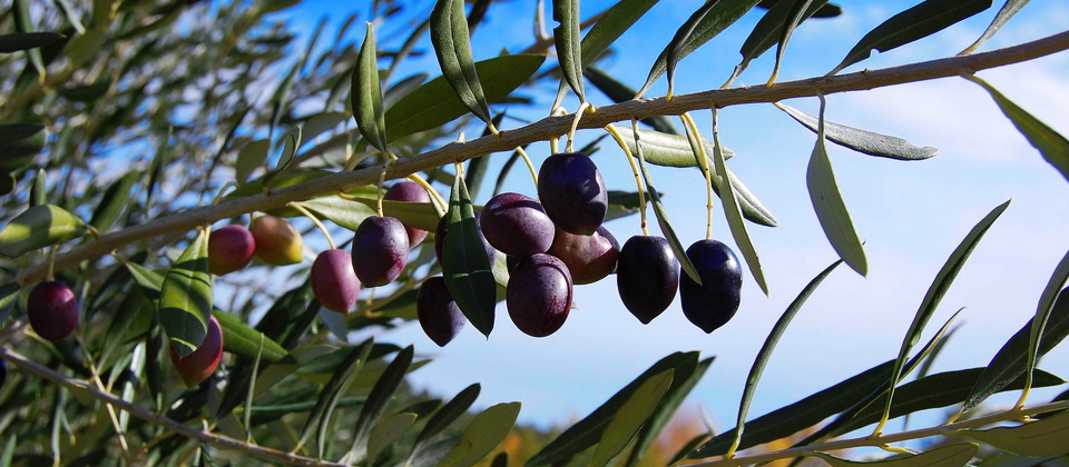 olives