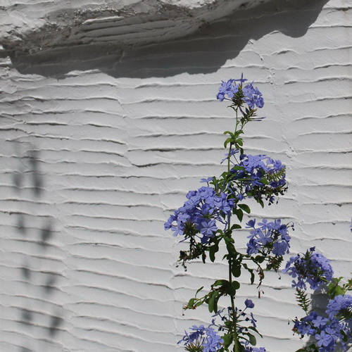 allgemein-blume-mauer