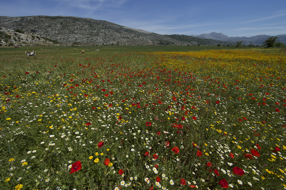 kreta-frühling