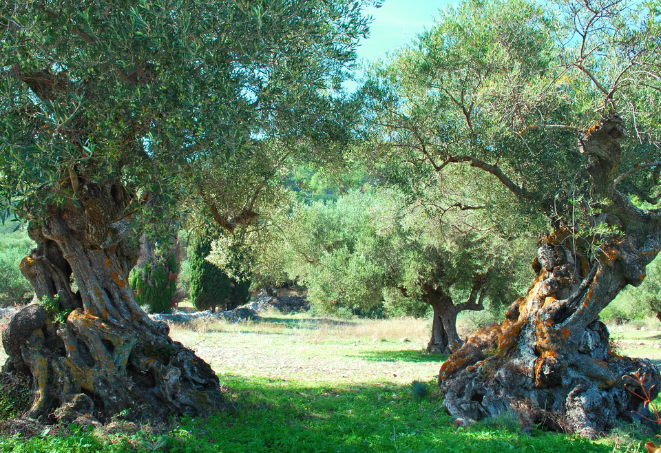 Zakynthos-Olivenbäume